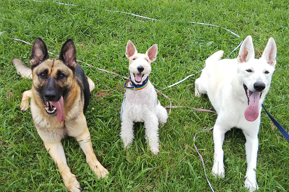 【わんちゃん目線で接してくれるわんちゃんのようちえん】 Dog Training Bloom｜ 溝の口