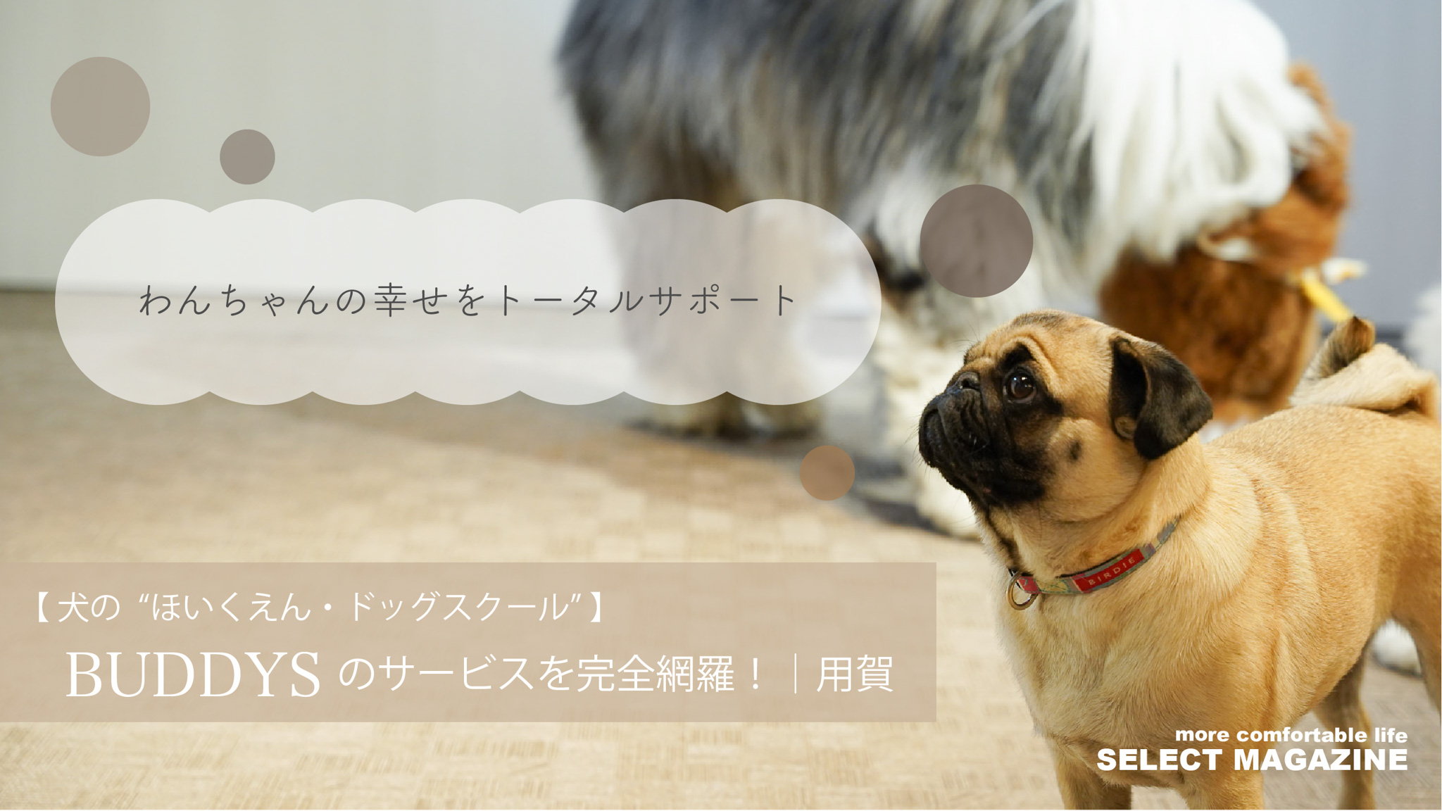 【犬の“ほいくえん・ドッグスクール”】BUDDYSのサービスを完全網羅！｜用賀